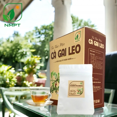 Trà cà gai leo